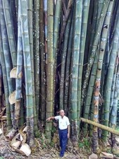 100 Huge Dragon Bamboo Seeds | Perennial Ornamental Privacy Plant | Fast Shiping picture