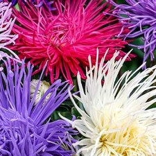 Crego Giant Mixture Aster Seeds | NON-GMO | Heirloom | Fresh Flower Seeds picture