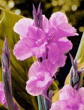 Pretty Imported Double Canna Lily Purple Colour Flower Bulb Pack Of 2 Bulb picture
