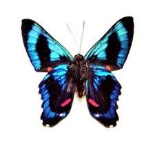 Ancyluris meliboeus red blue black butterfly Peru unmounted wings closed picture