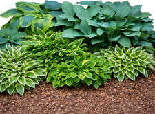 Easy to Grow Hosta Bumper Crop Mix 20 Trimmed Roots - Mixed Varieties Colorful F picture
