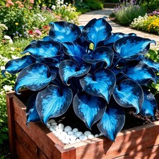 199+ Blue Hosta Flower Seeds for Planting - Non-GMO Heirloom Perennial Shade picture