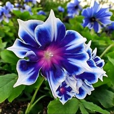 Chilean Morning Glory Seeds - 100pcs Mixed Color Blooms for Stunning Garden picture