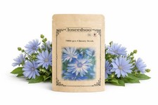 7000+ Chicory Seeds for Planting – Blue Wildflower Perennial Seeds, Hardy Cichor picture