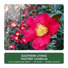 Southern Living Yuletide Camellia 1 Gal Live Plant Well Rooted picture
