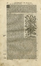 Antique Print-Botany-Verbena-Mattioli-p. 568-Anonymous-1572 picture
