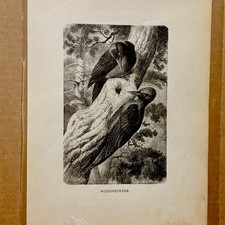 ANTIQUE 1885 ART ENGRAVING ORIGINAL BOOK LEAF “WOODPECKERS” Signed picture