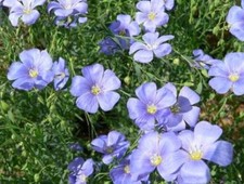BLUE FLAX  100 FRESH SEEDS   picture