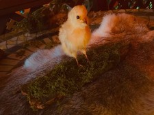Cute little Real Chick Taxidermy picture