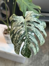 Variegated Monstera Vietciosa exact plant (free shipping) picture