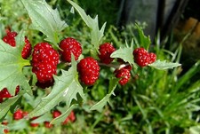150 Strawberry Spinach Stick Seeds (Chenopodium Foliosum) picture