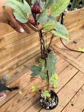 Roselle Hibiscus Live Potted Flowering Plant Red Calyx - fully rooted 12in picture