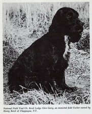 *Cocker Spaniel 