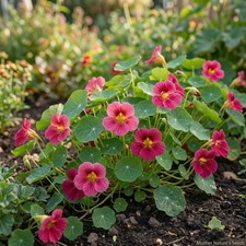 Nasturtium JEWEL CHERRY ROSE Vine Edible Fragrant Hummingbirds Non-GMO 20 Seeds picture