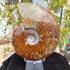 2.07LB Rare Natural Tentacle Ammonite FossilSpecimen Shell Healing Madagascar. picture