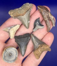 Summerville Fossil Shark Teeth Lot Great White Angustiden Ankylorhiza Bull Etc picture