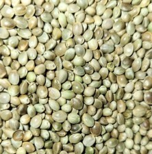 Premium Kosher Hemp Seed Nuts – 100% Food Grade & Nutrient-Rich picture