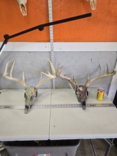 2 Pack 2 Whitetail Deer Skulls European Decor Man Cave Taxidermy Buck Antlers picture