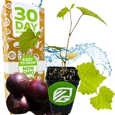 'Delicious' Muscadine Grape Vine - Vitis rotundifolia - Live Plant picture