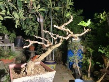 Orange Cape Honeysuckle Plant- ready for bonsai picture