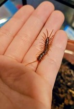 Live adult Stone Centipedes 20$ per and 15$ per if you buy 3 or more. picture