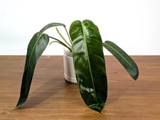 Philodendron Amazon Spirit  - (P. Patriciae x Spiritus Sancti) picture