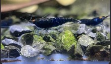 10+1 Orange Eye Black Sapphire Demon picture