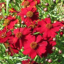 Tall Red Plains Coreopsis Seeds | Non-GMO |  | Seed Store | 1273 picture