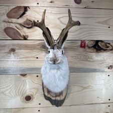 ❤️Authentic Jackalope Taxidermy Mount – Original Wyoming Folk Art – Lodge Decor picture