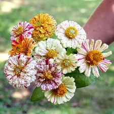 150 Zinnia Candy Striped Flower Seeds Mix / Heirloom / Double Flower / Non-GMO picture