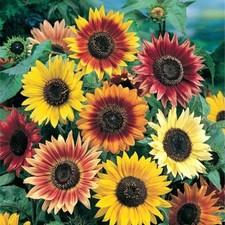 Sunny Sun Power Sunflower Mix, 10 Species, Variety Sizes,  picture