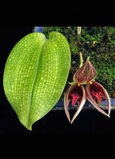 Rare Bulbophyllum reticulatum Species Orchid Terrarium Vivarium Collector Plant picture