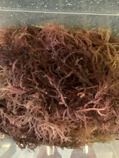 Wildcrafted Purple Sea Moss Zanzibar - Tanzania, SunDried 92 minerals superfood  picture