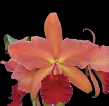 Cattleya Christopher Hauserman ‘E.F.G.’ HCC/AOS Vintage Orchid BS RARE Aromatic picture