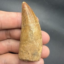 Fossil Dinosaur Tooth Charcharodontosaurus 2.54” Authentic Fossil Dinosaur Tooth picture