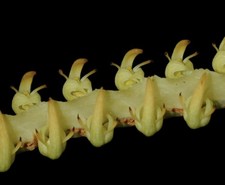 Bulbophyllum falcatum var. flavum picture