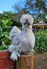 (6) RARE Self Blue / Lavender Silkie Hatching Eggs - Showgirls and Frizzles picture