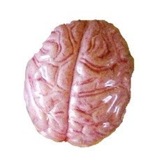 Zombie GROW BRAIN Lab Morgue Human Body Part Party Favor Science Prop Decoration picture