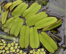 2 Stems Salvinia Oblongifolia - Submersed Grown Aquarium Plant picture