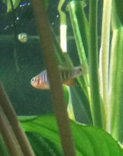 (8) Emerald Dwarf Rasbora HIGH QUALITY -  Pennsylvania Bred picture