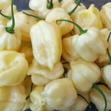 20 WHITE HABANERO PEPPER SEEDS ~ heirloomseedguy ~ 2027 ~ NON-GMO picture
