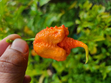 Rare Trinidad 7 Pot Primotalii Super Hot Pepper Seeds 15+ picture