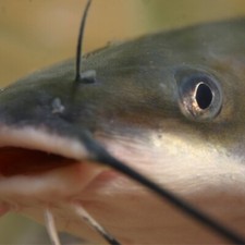CATFISH ARE HERE 25 LIVE BLUE CHANNEL CATFISH picture