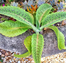 Kalanchoe Gastonis-Bonnieri “Donkey Ears”  plant seed 100 seeds picture