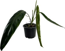 Philodendron Patriciae Live House Plant, Unique Gift for Plant Lovers picture