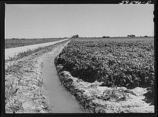 Photo:Mitchell Nebraska 1930s Sugar Beet Field Irrigation Ditch picture