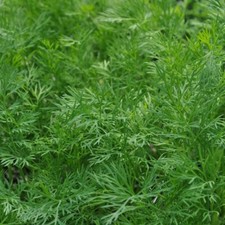 Dukat Dill, Heirloom, NON-GMO, Leafy Foliage, Finnish Dill, picture