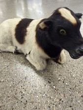 RARE Handmade Vintage Antique Taxidermy Real Fur Cow Figurine picture