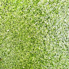 2000+ duckweed indoor grown live organic aquarium  BUY2GET 1 FREE picture