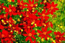 Coreopsis Red Dwarf (Coreopsis tinctoria) Flower Seeds 1000 + US   picture